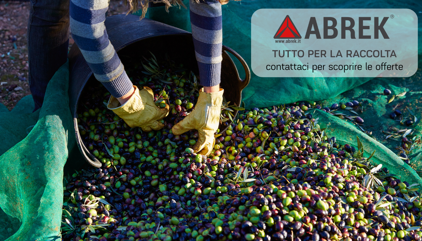 Raccolta olive Abrek